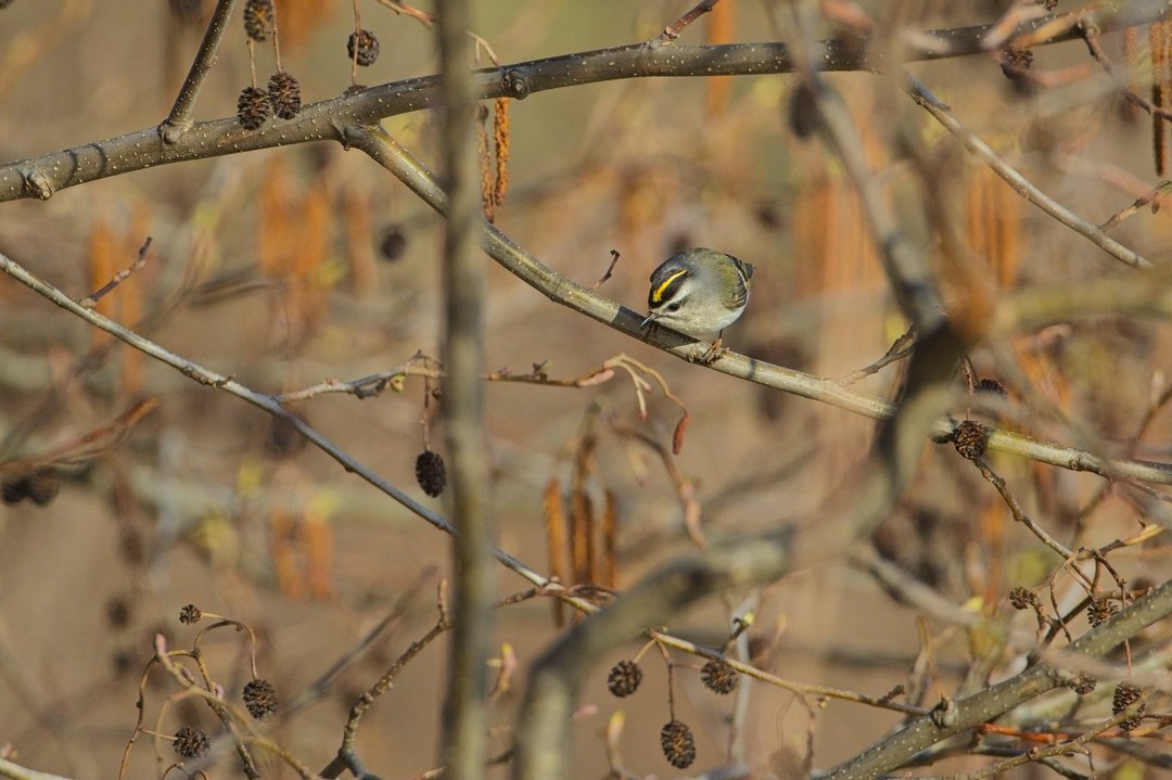 A small bird, likely a Golden-crowned Kinglet, perched on a bare branch with distinctive olive-green upperparts, grey-white underparts, and a bright golden crown stripe. The bird is captured looking downward, surrounded by a tangle of leafless branches and dried catkins in muted brown and tan tones, suggesting a late autumn or winter setting.